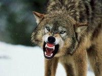 270 волков попали под регулирование в Коми в 2021 году