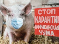 Информация по профилактике африканской чумы свиней для граждан, занимающихся разведением и содержанием свиней
